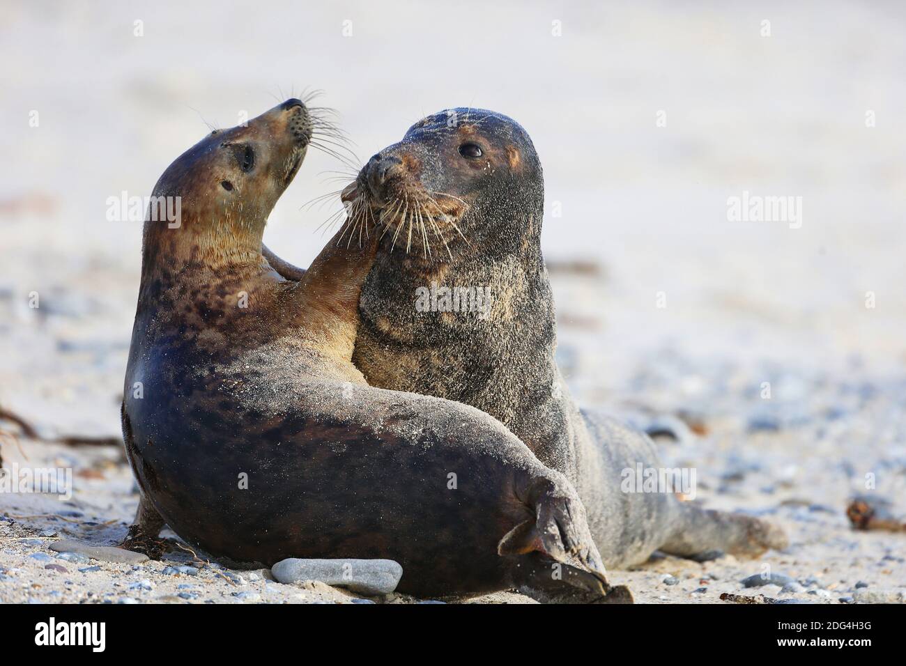 Grey Seal on Helgoland Stock Photo