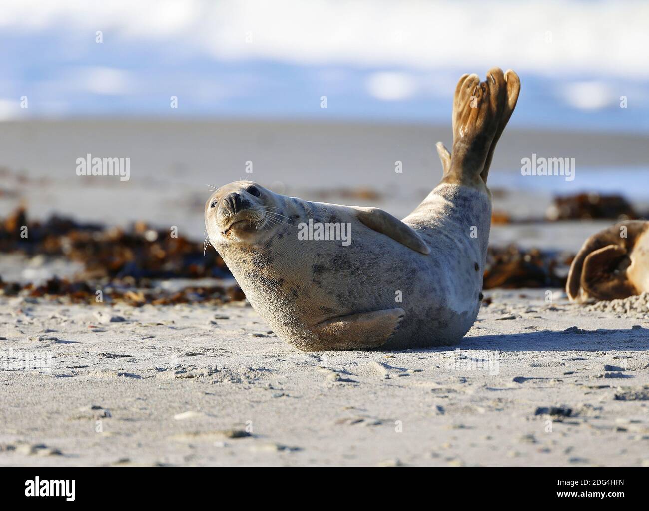 Grey Seal on Helgoland Stock Photo
