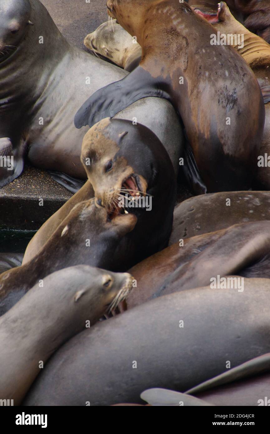 California sea lion barking to claim territory on a crowded wharf,  (Zalophus californianus) , Newport Bay Harbor,Oregon coast Stock Photo