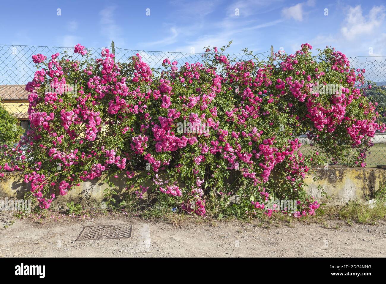Rose wall near Porto Azzurro, Elba, Tuscany, Italy Stock Photo