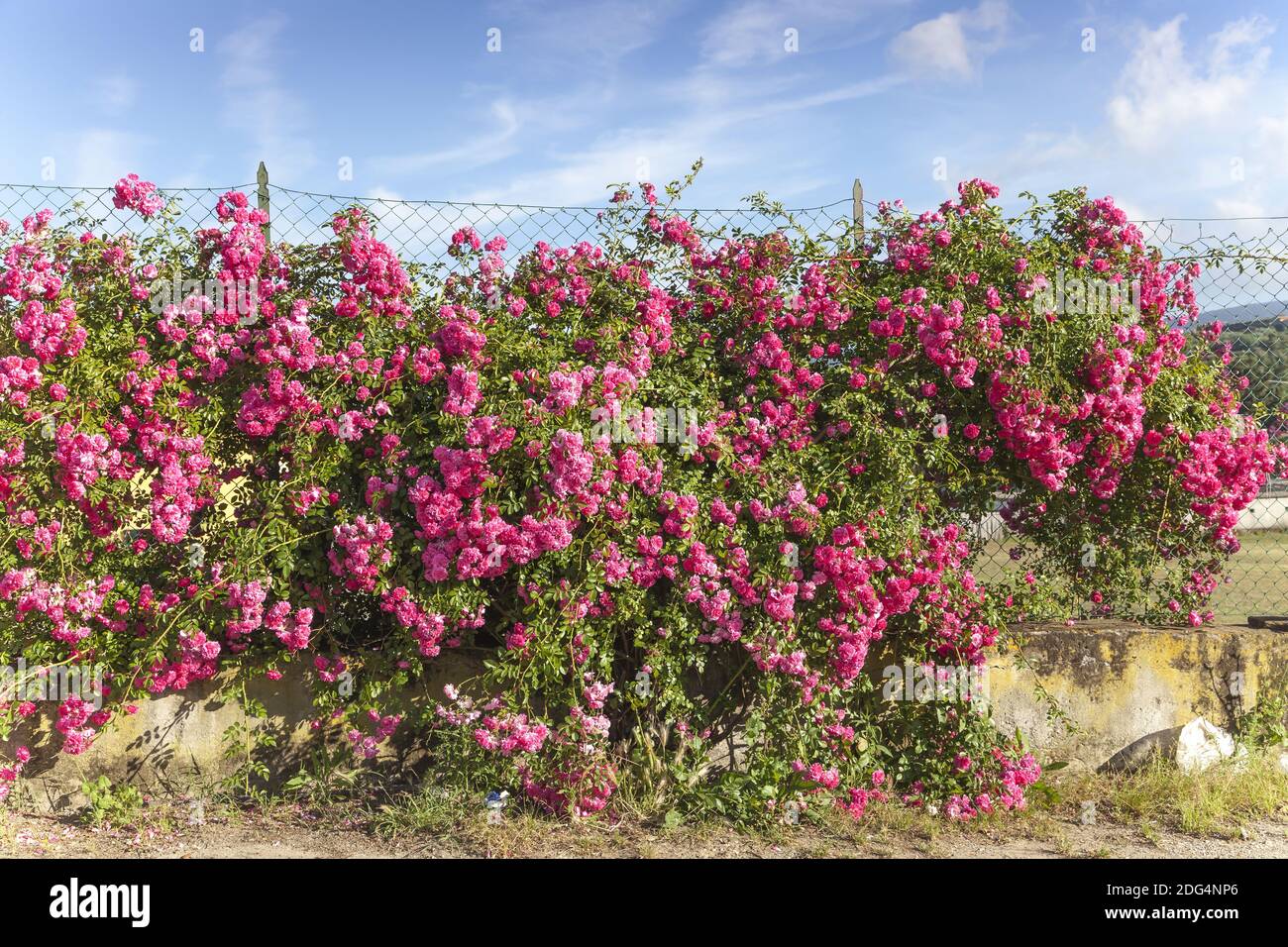 Rose wall near Porto Azzurro, Elba, Tuscany, Italy Stock Photo