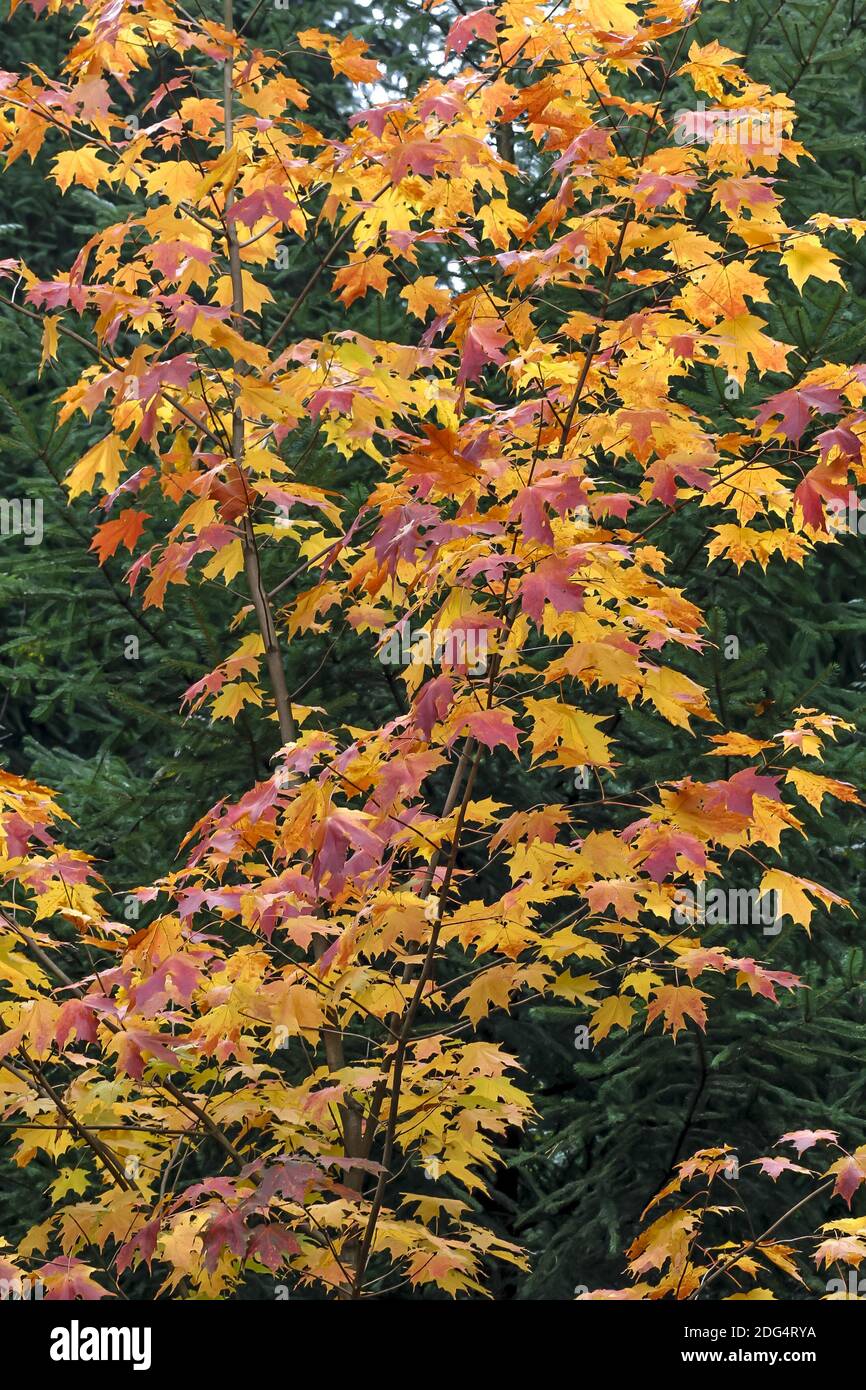 Maple leaves in autumn, Lower Saxony, Germany Stock Photo