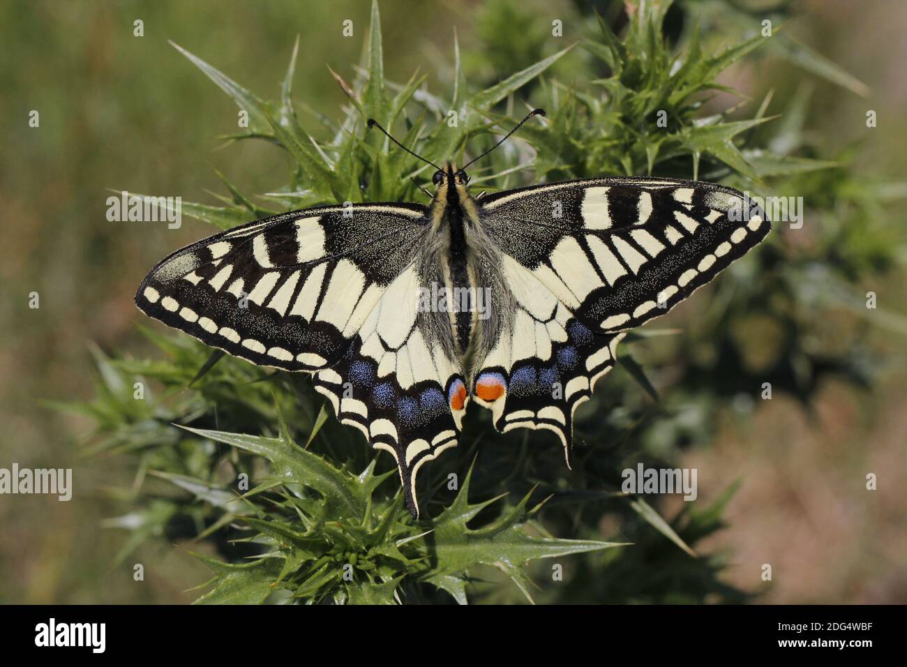 Papilio machaon, Swallowtail butterfly from Italy Stock Photo
