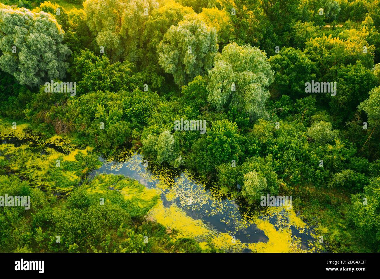 Belarus. Elevated View Of Green Small Bog Marsh Swamp Wetland And Green Forest Landscape In Sunny Summer Evening Stock Photo