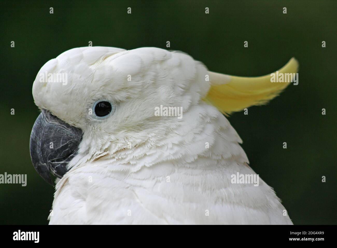 Yellow-crested Cockatoo Portrait Stock Photo