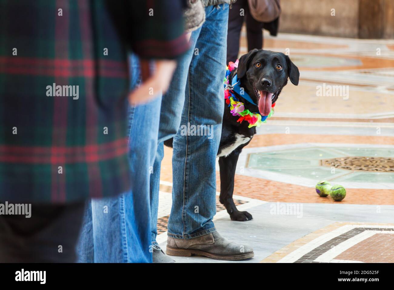 Cute black dog between people in the city Stock Photo