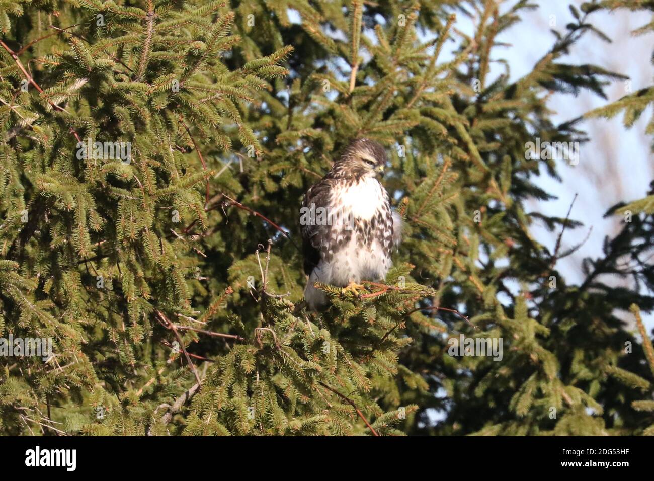 Red tailed hawk light morph has white chest with band hi-res stock ...