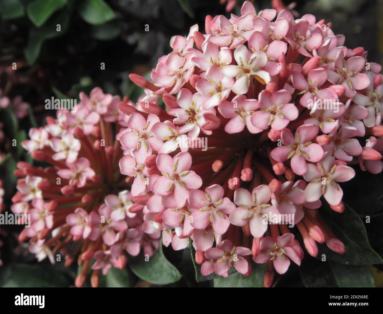 A selective focus closeup of pink Ixora flowers in the garden Stock Photo