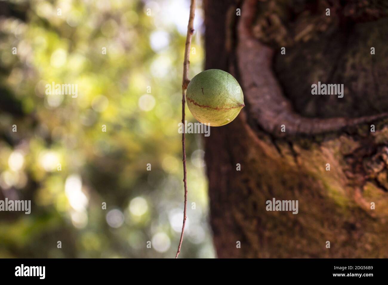 A selective focus closeup of the Macadamia nuts on the evergreen tree in a macadamia plantation in Brazil Stock Photo