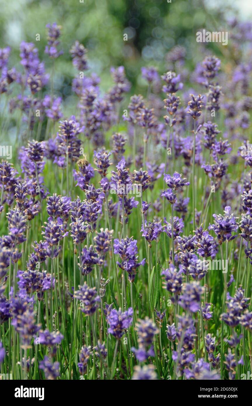 Purple lavender Stock Photo