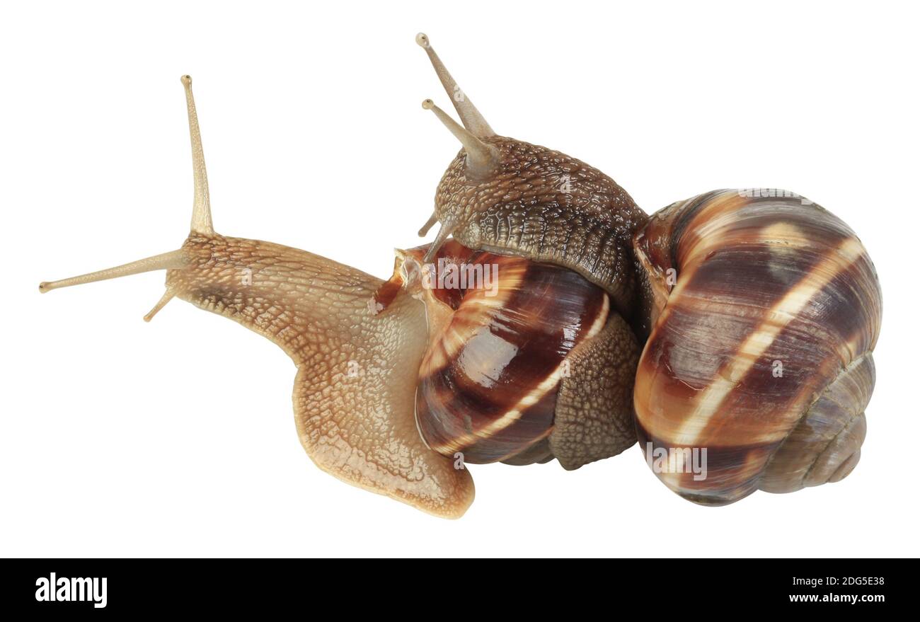 Snails Mating Stock Photo