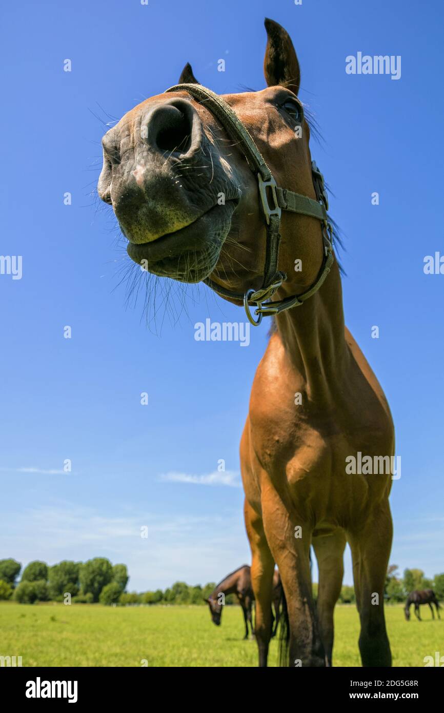 Nag hires stock photography and images Alamy