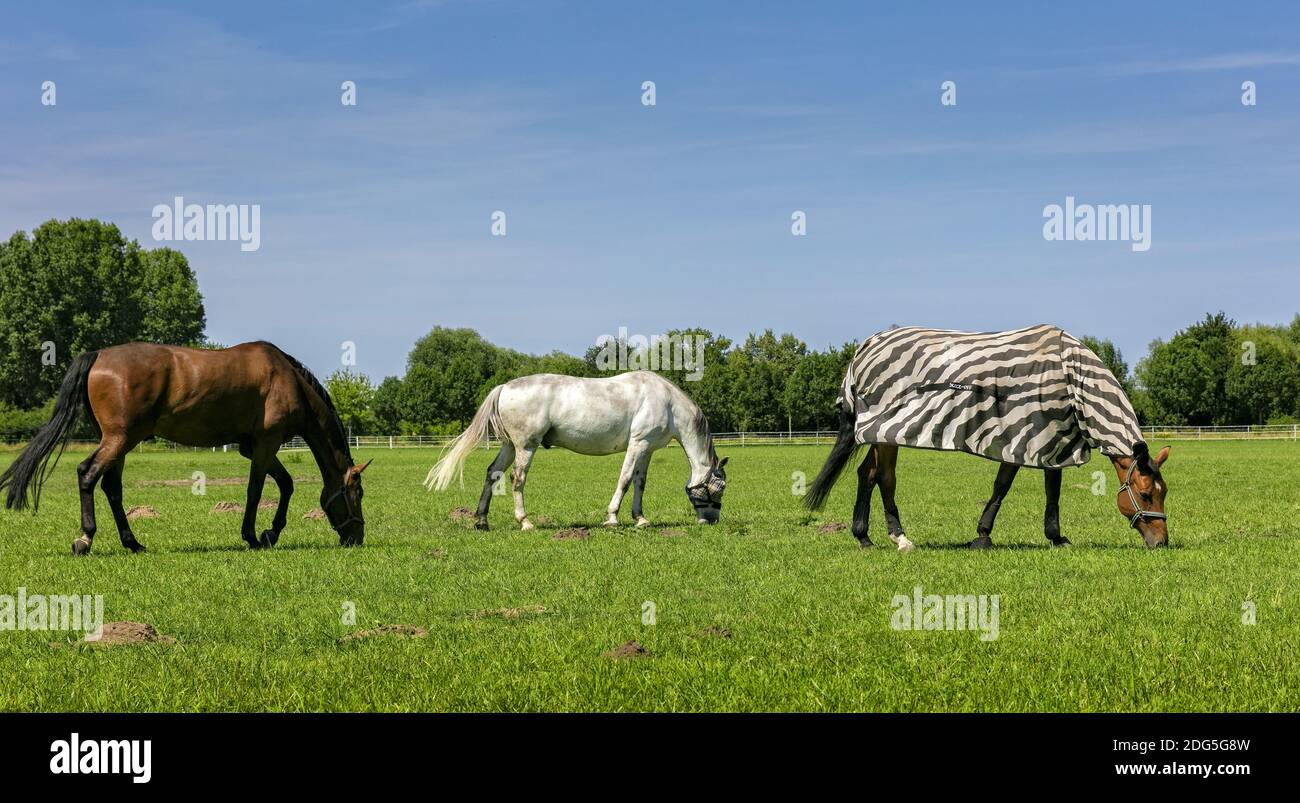 Grazing horses Stock Photo