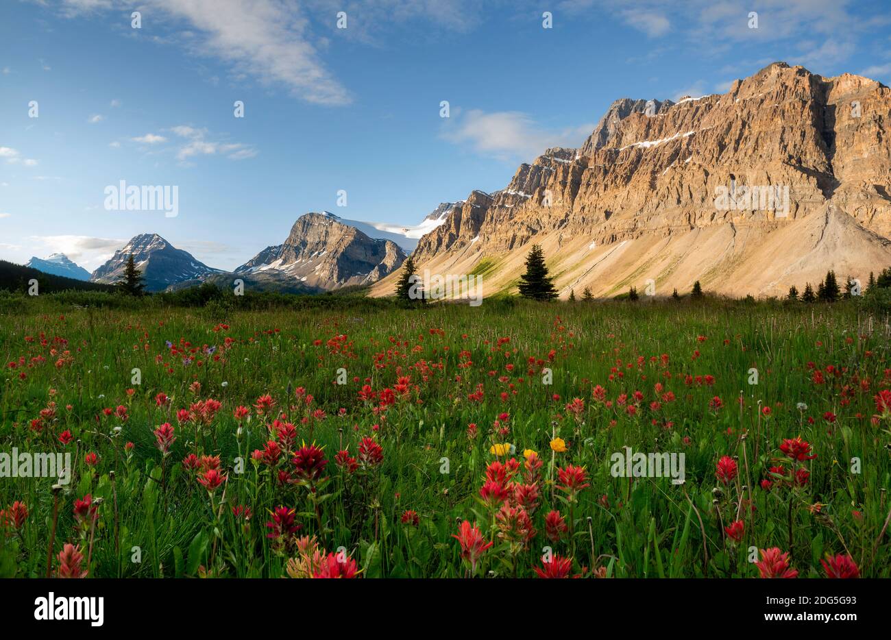 Summer wildflowers in sunrise hi-res stock photography and images - Alamy