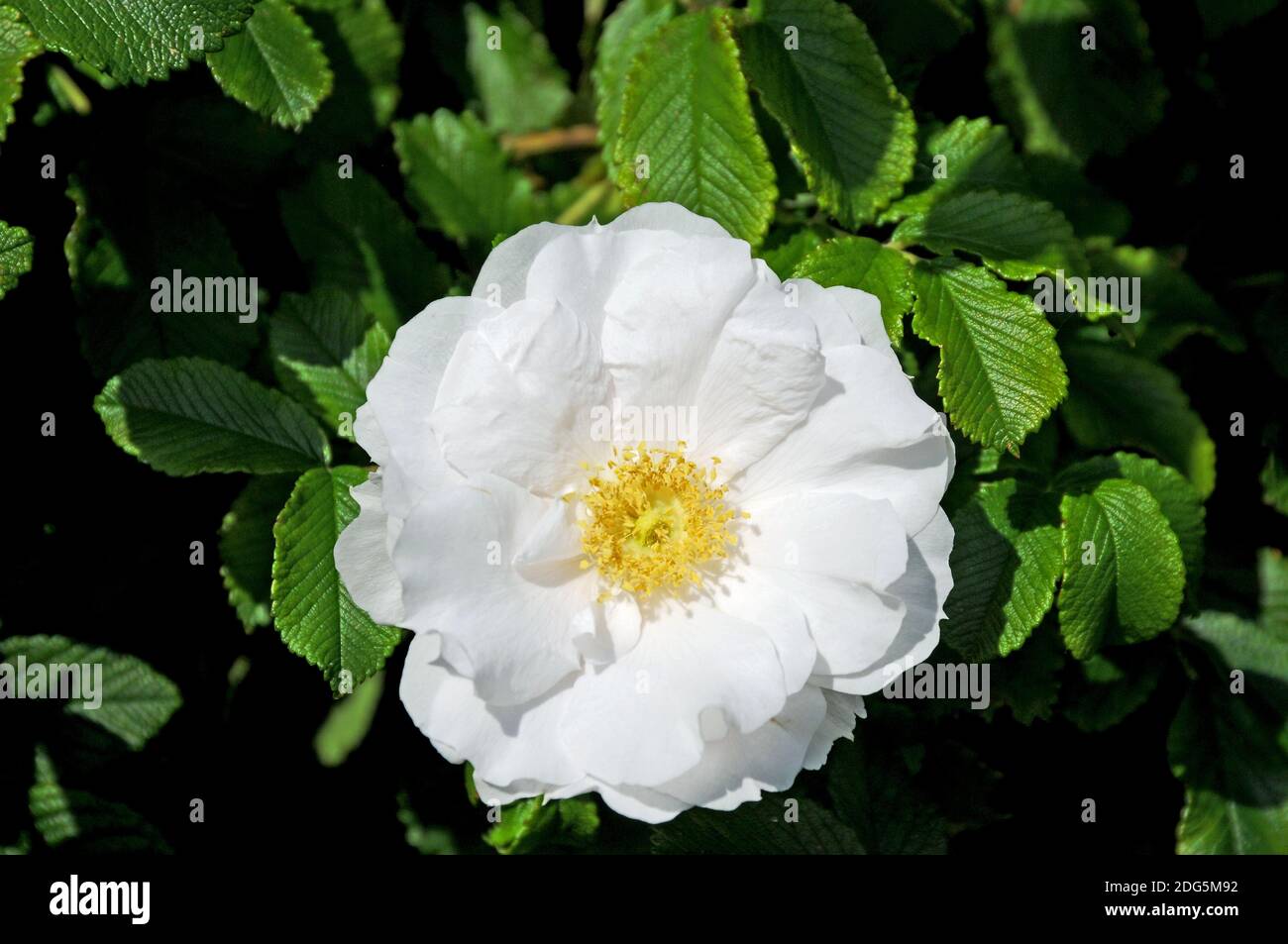 Sylt rose hi-res stock photography and images - Alamy