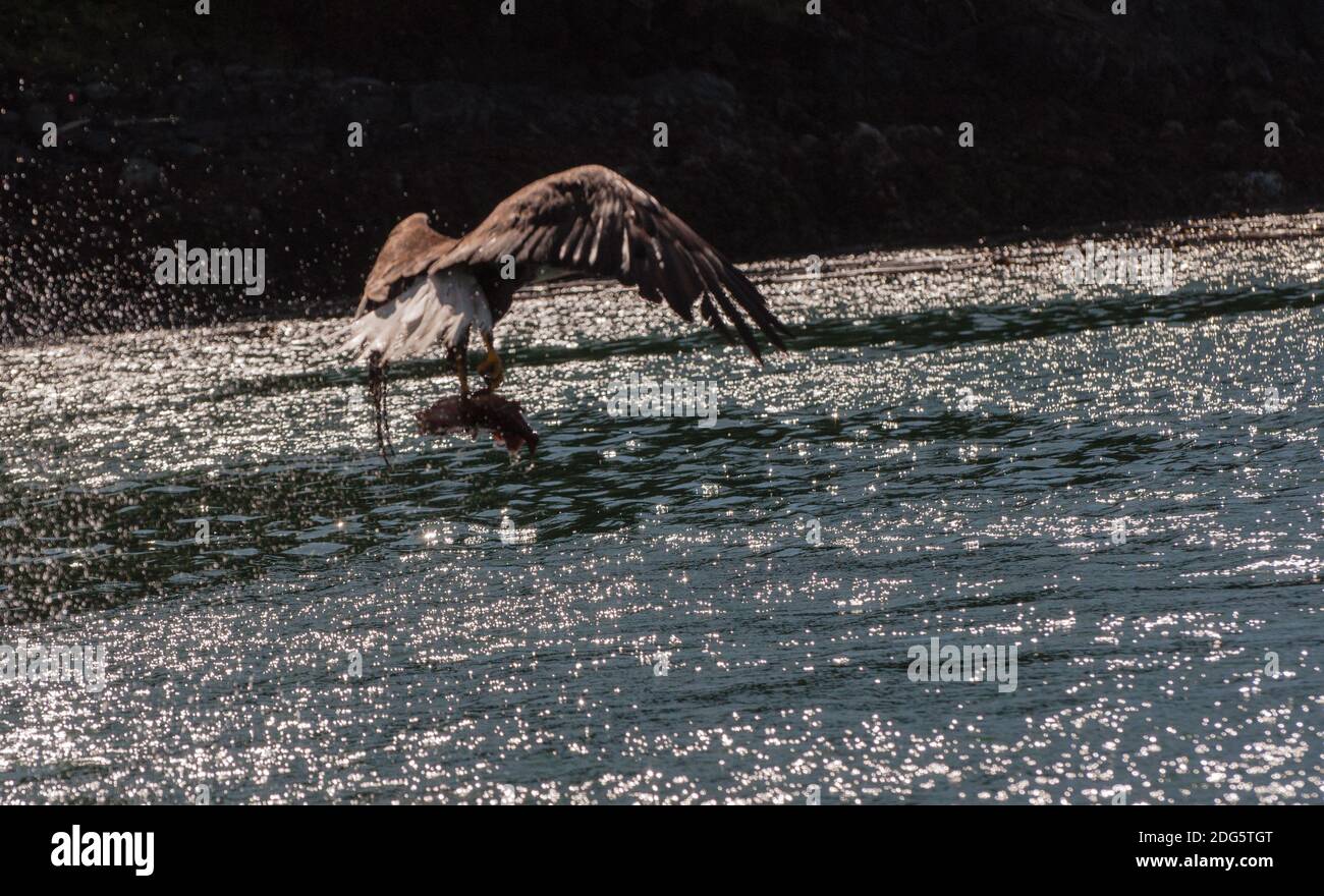 Canada - Bald Eagle in Fligh Stock Photo
