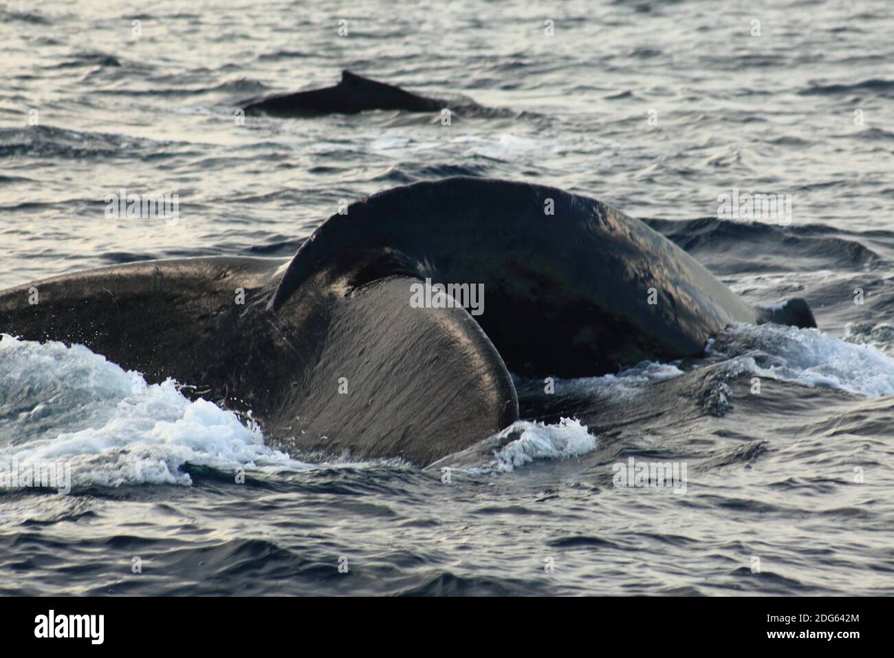 Whale life Stock Photo