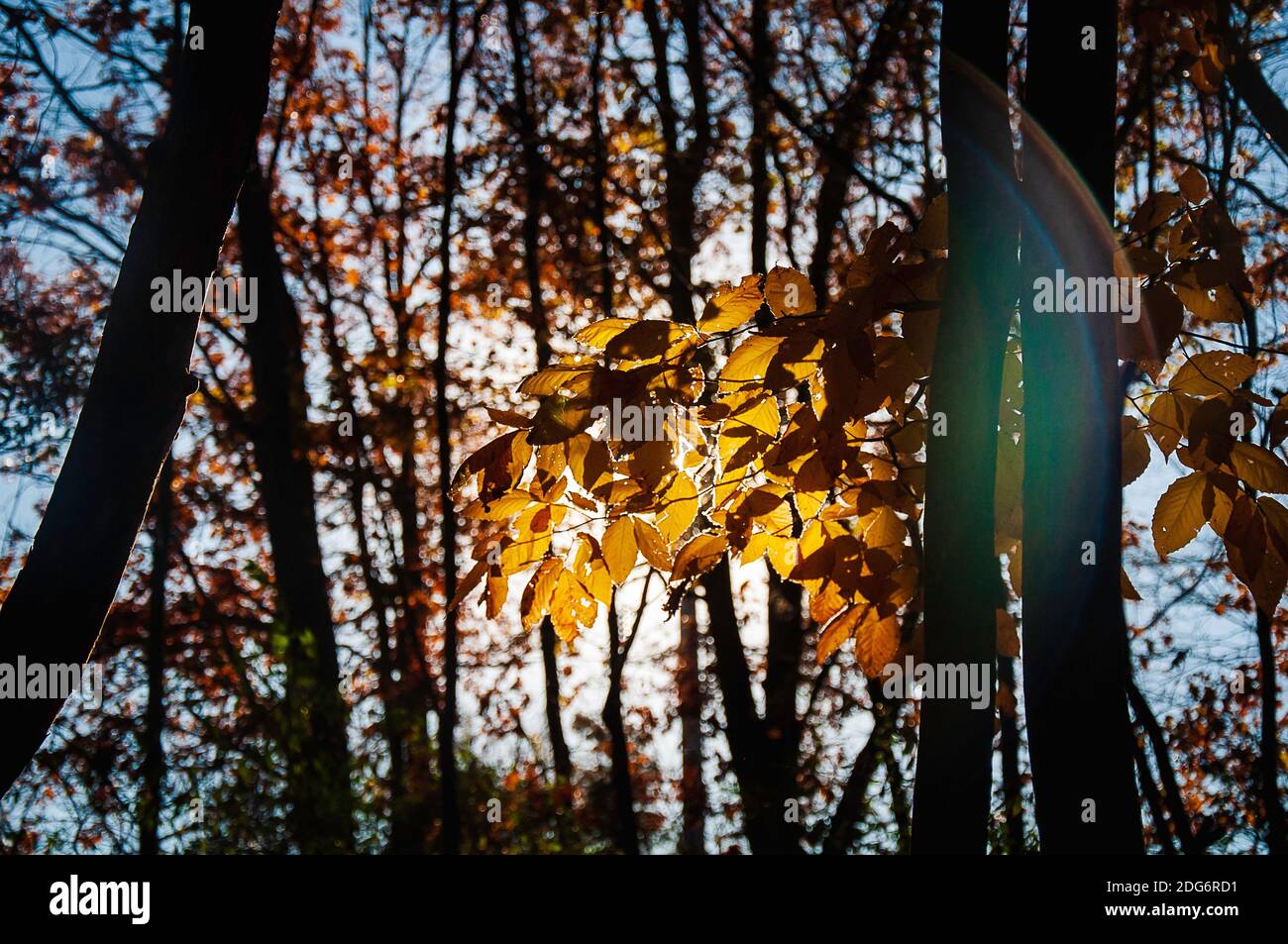Sunset in the Forest Stock Photo - Alamy
