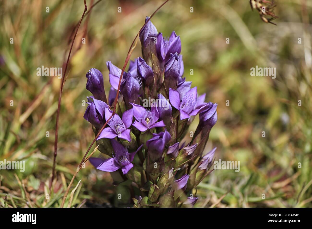 Gentianella campestris flower purple Stock Photo