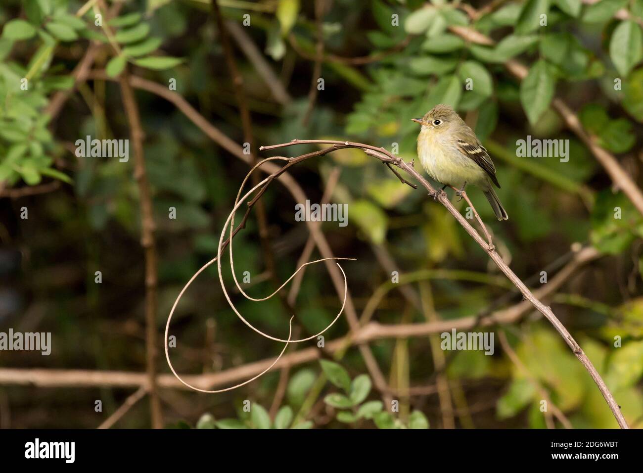 Pacific-slope Flycatcher (Empidonax difficilis), a rare west coast visitor in Queens, New York Stock Photo