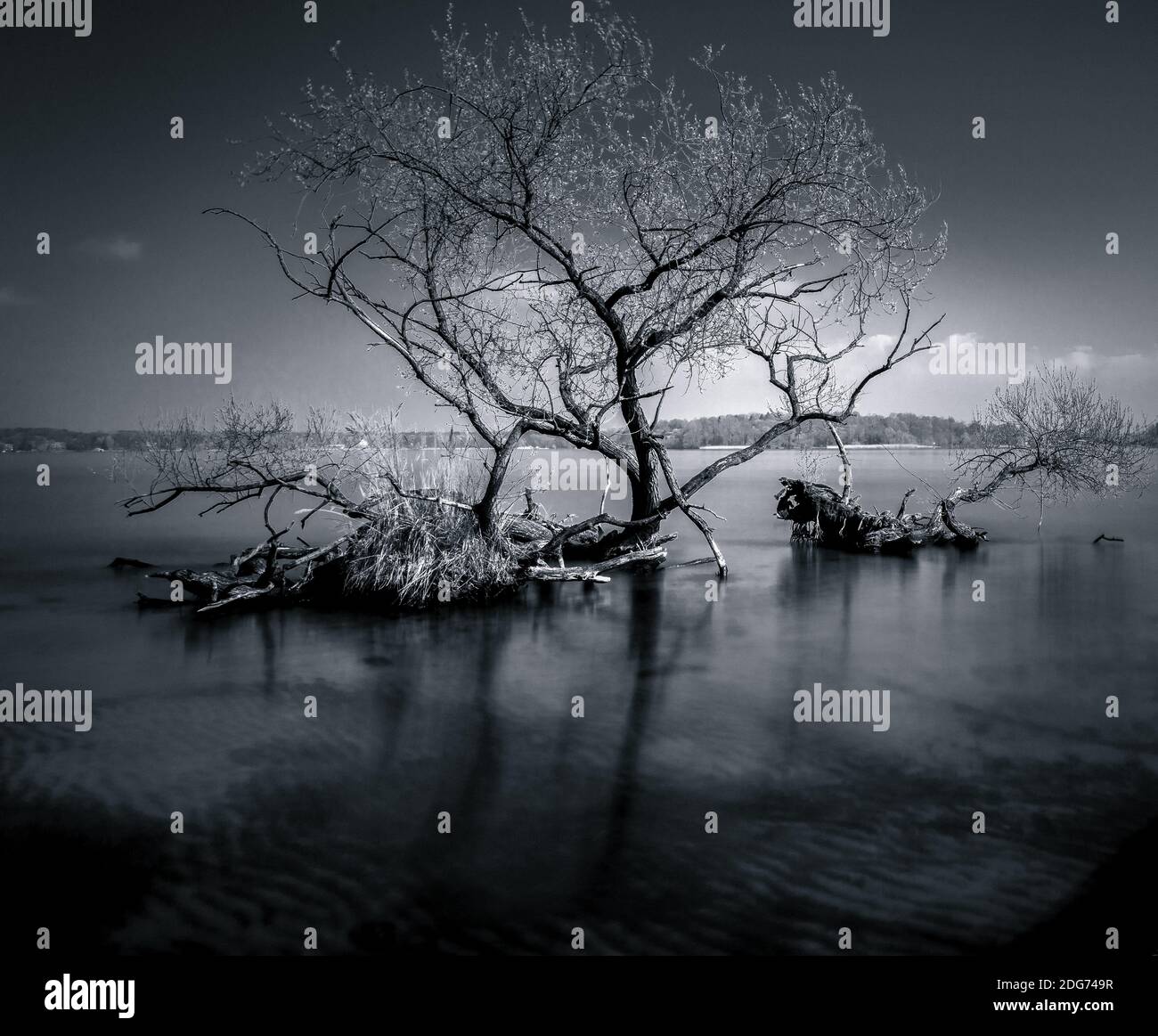 Tree in water Stock Photo Alamy