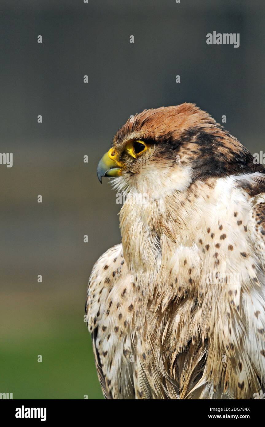 Birds of prey Stock Photo - Alamy