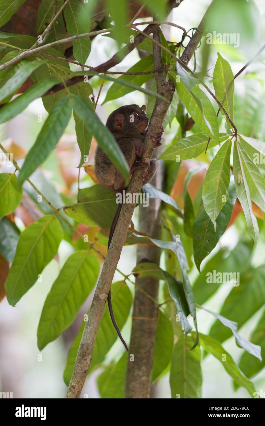 Tarsier with snail on a tree on the island of Bohol, Philippines Stock ...