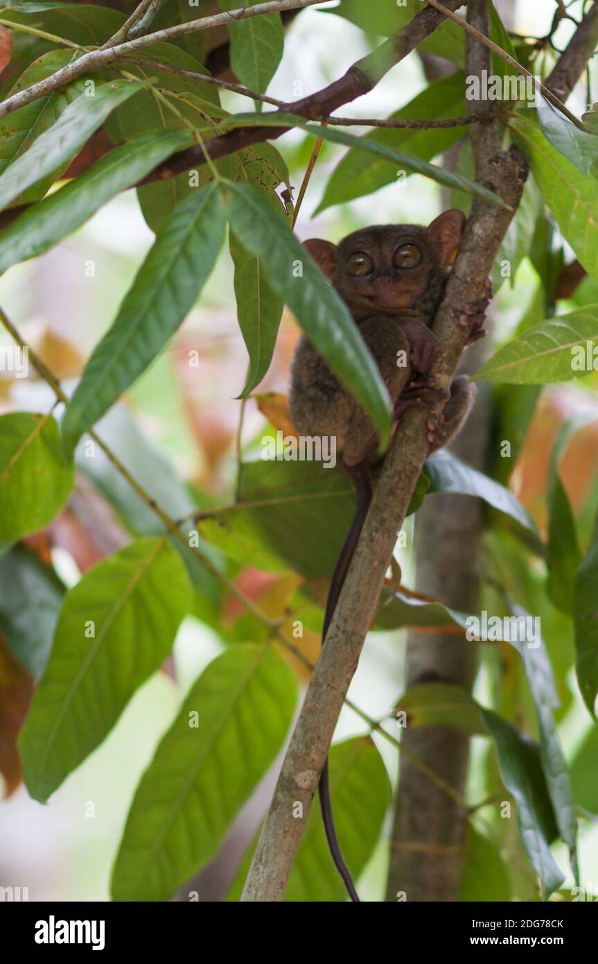 Tarsier with snail on a tree on the island of Bohol, Philippines Stock ...