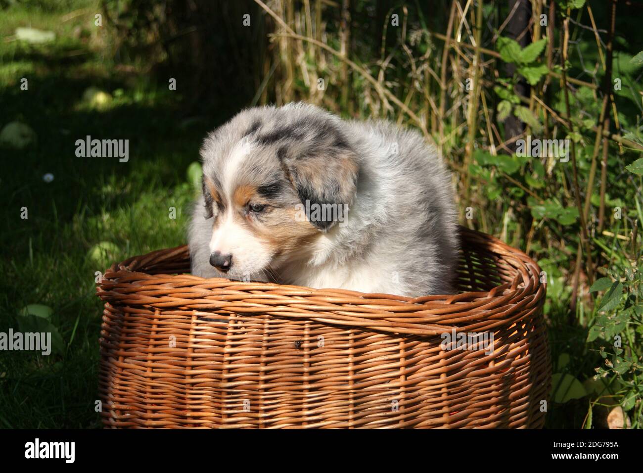 Aussie puppy 2 Stock Photo