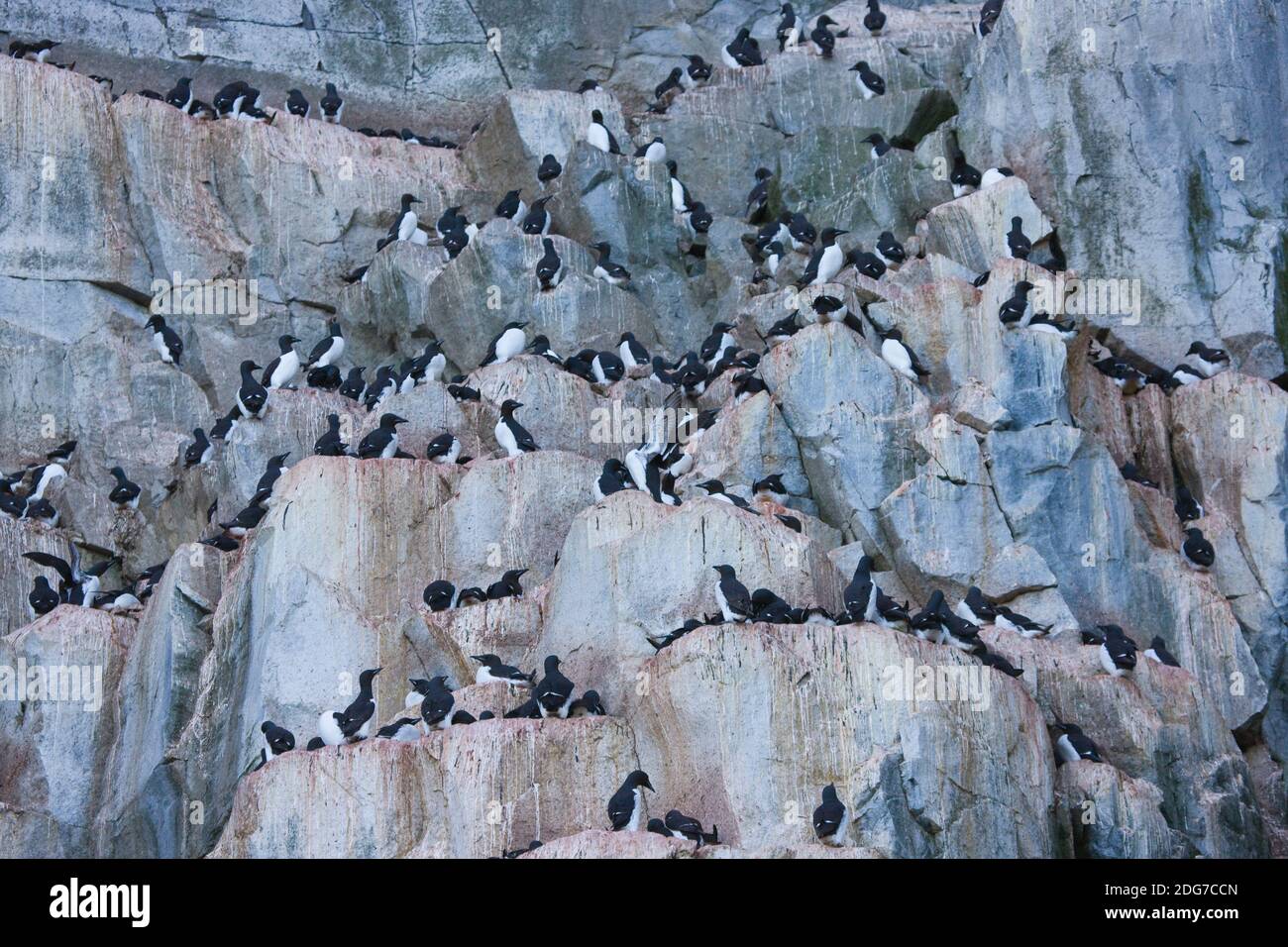 Bird colony at Alkefjellet, basalt cliff bustling with 60,000 breeding pairs of Brunnich's guillemots, Spitsbergen, Norway Stock Photo