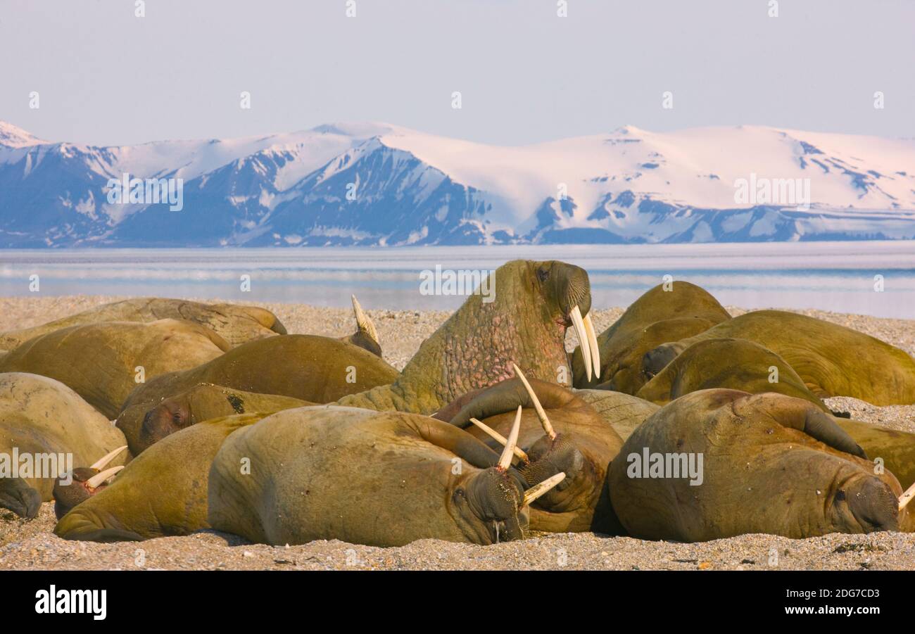 Walrus at Torellneset, Spitsbergen, Norway Stock Photo