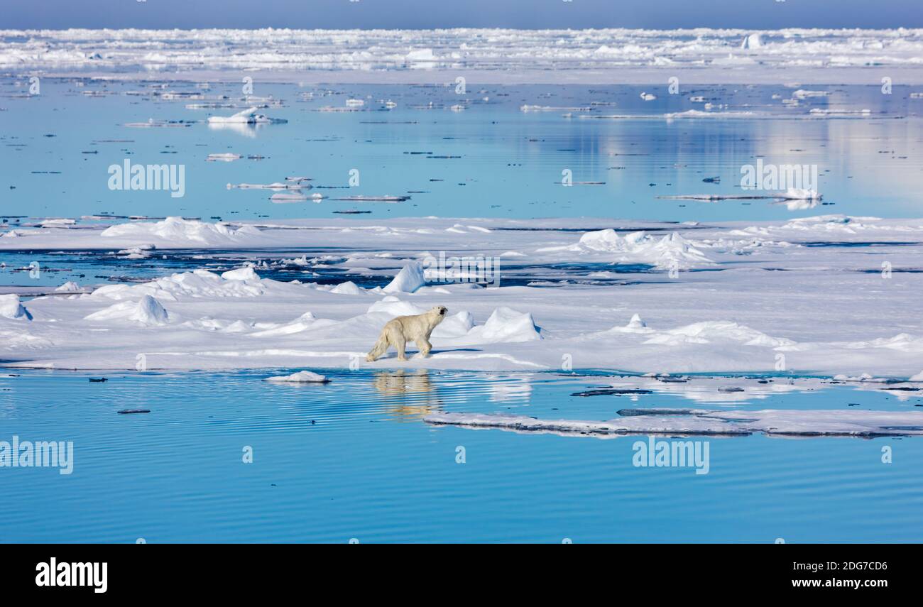 Polar bear on the floating ice in the Arctic Ocean, Spitsbergen, Norway Stock Photo