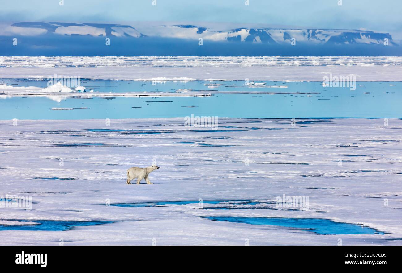 Polar bear on the floating ice in the Arctic Ocean, Spitsbergen, Norway Stock Photo