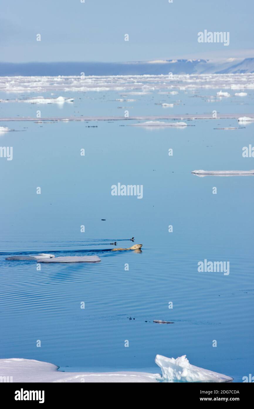 Polar bear swimming in the Arctic Ocean, Spitsbergen, Norway Stock Photo