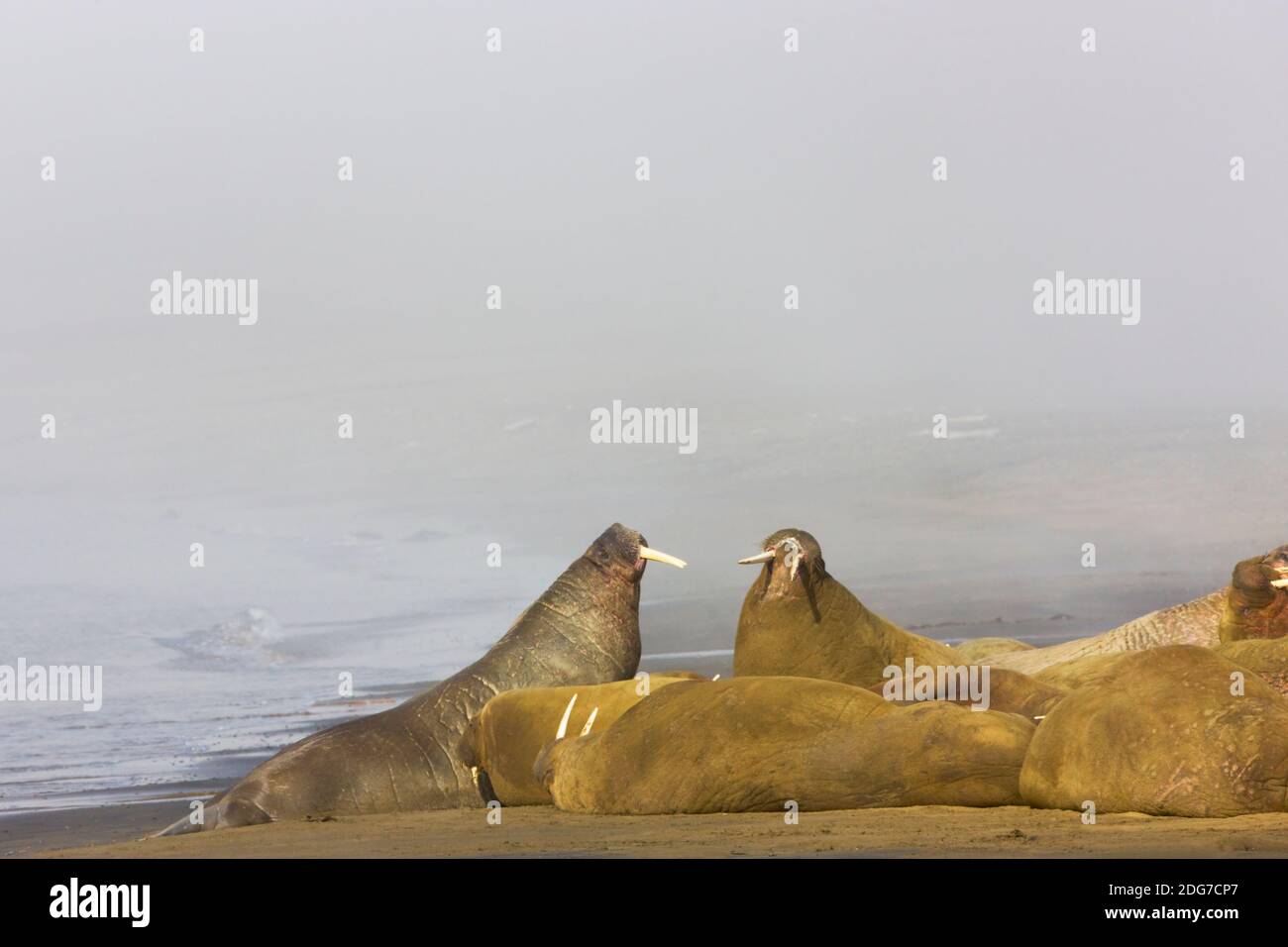 Walruses on the beach in mist, Spitsbergen, Norway Stock Photo