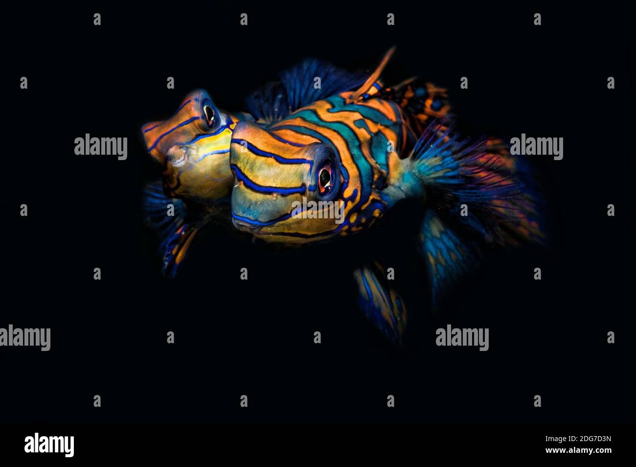 Mandarinfish Dragonet Mating Pair - Synchiropus splendidus Stock Photo