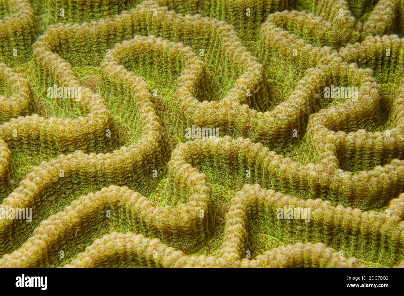 Grooved Brain Coral Diploria labyrinthiformis Stock Photo Alamy