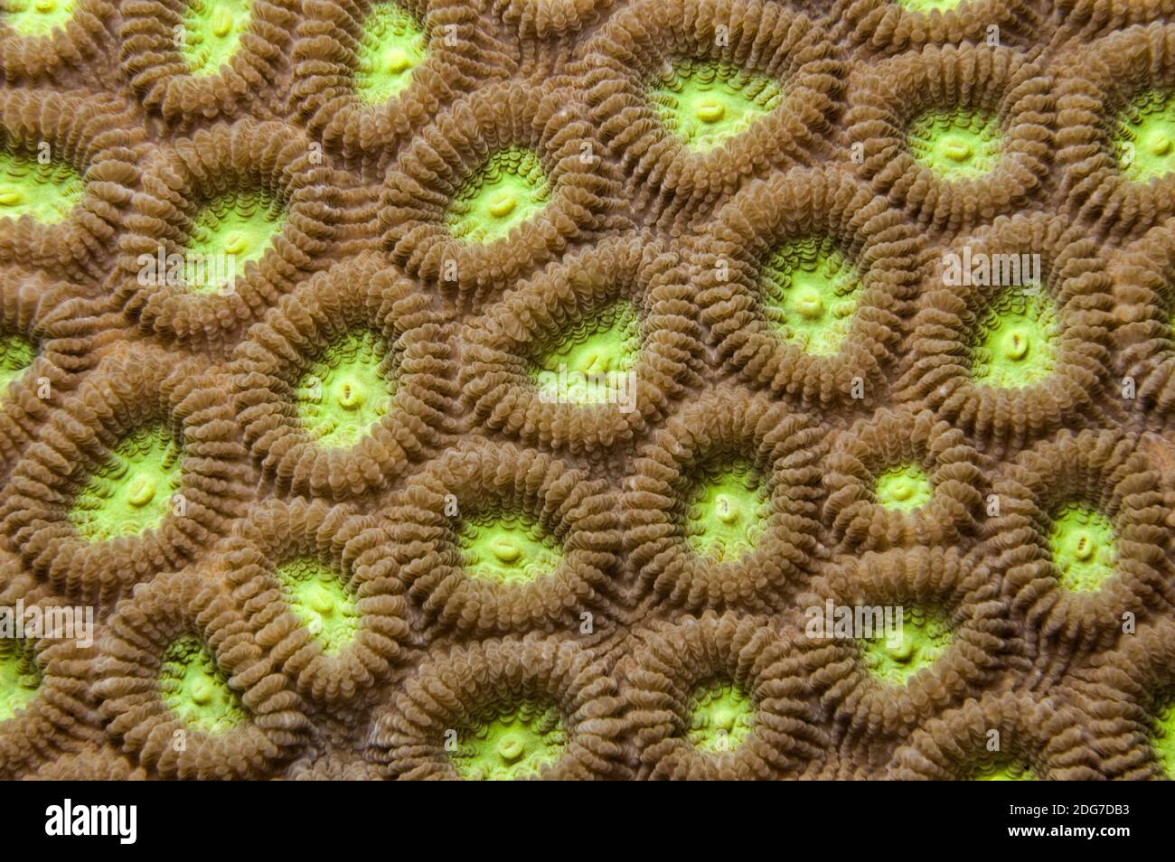Two Colored Star Coral - Favia speciosa Stock Photo