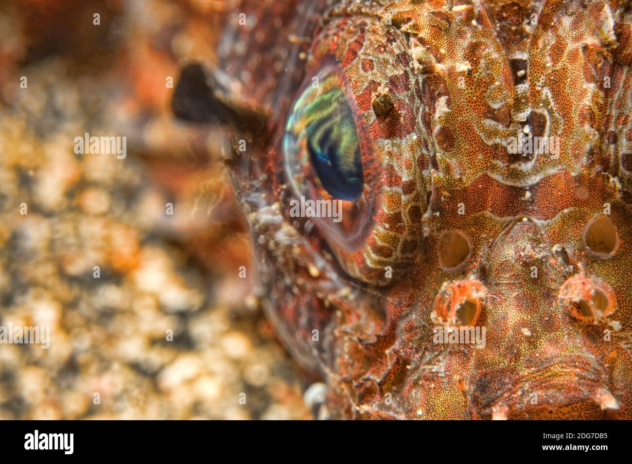 Scorpion fish eyeball portrait Stock Photo