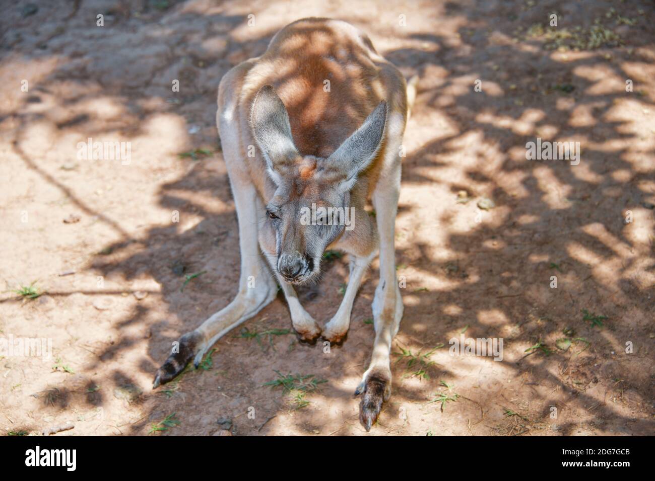 Kentucky down under hires stock photography and images Alamy