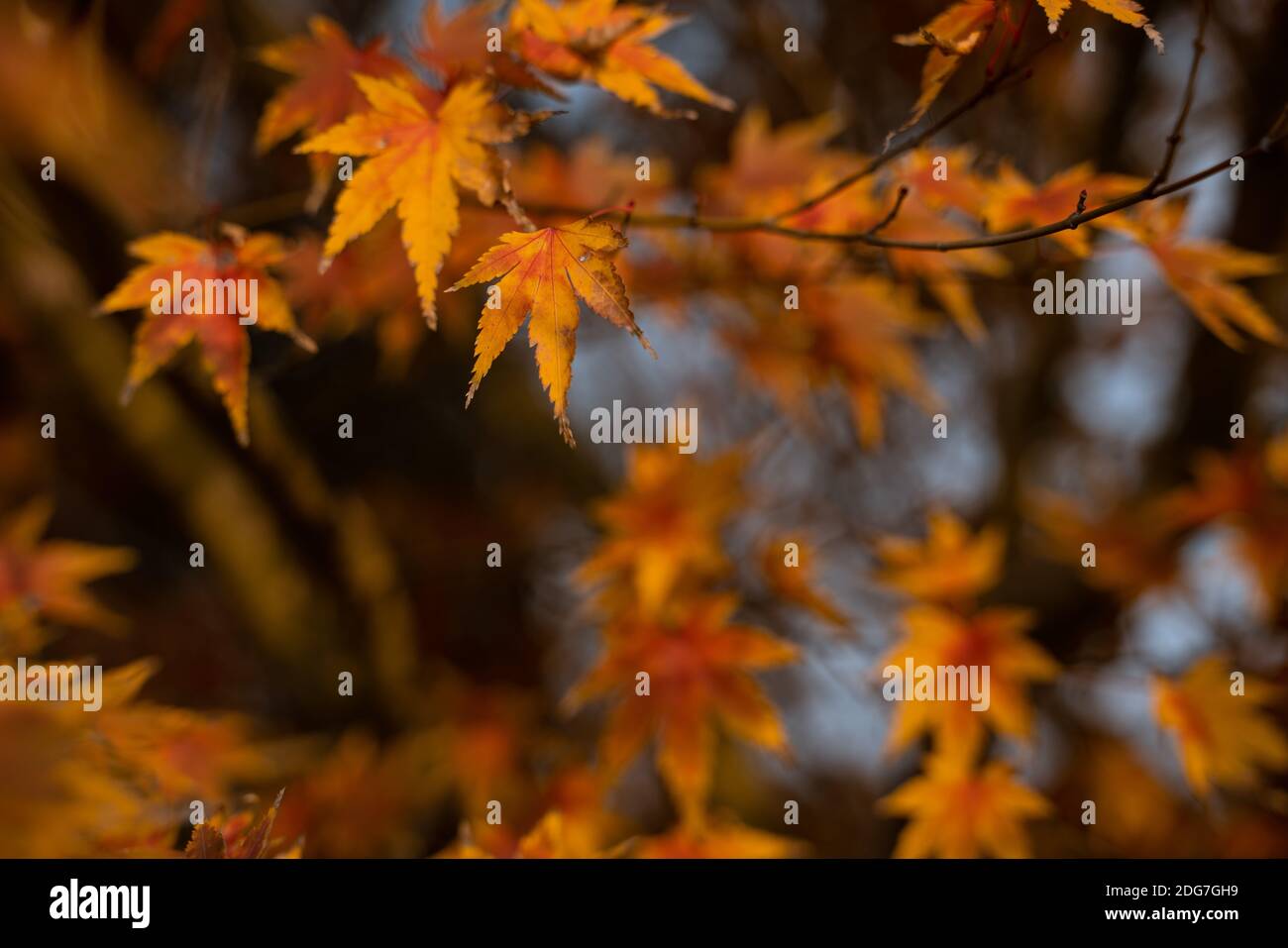 Close view of yellow maple leaves during autumn time Stock Photo - Alamy