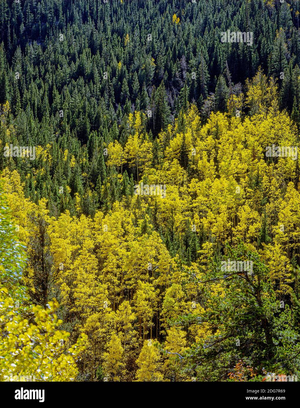 Rocky mountains autumn forest hi-res stock photography and images - Alamy