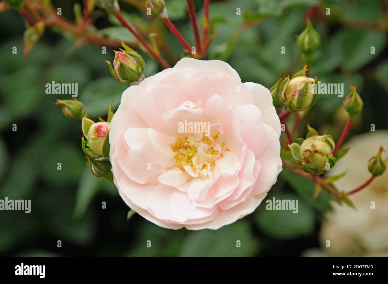Sylt rose hi-res stock photography and images - Alamy