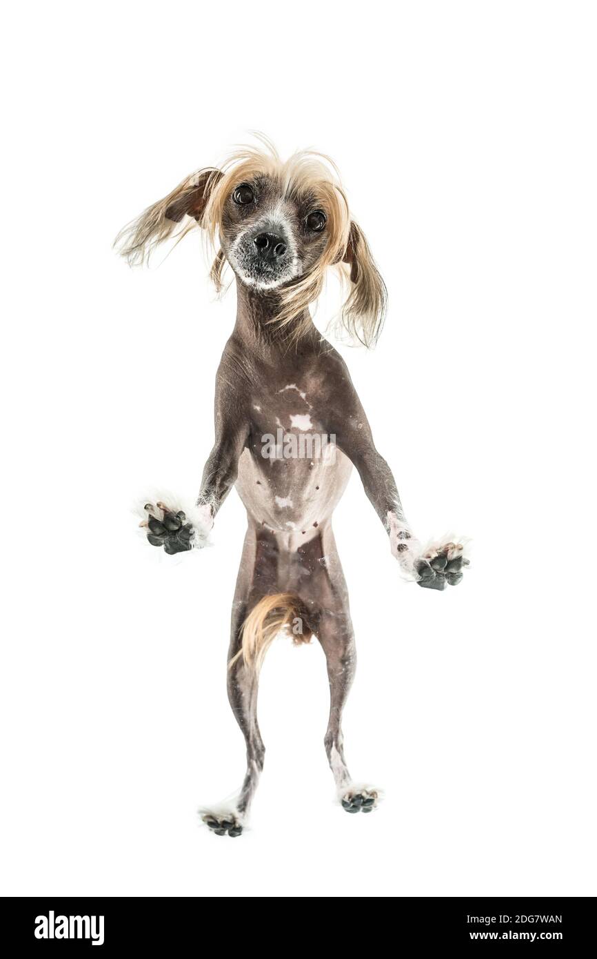 Chinese crested dog in studio Stock Photo