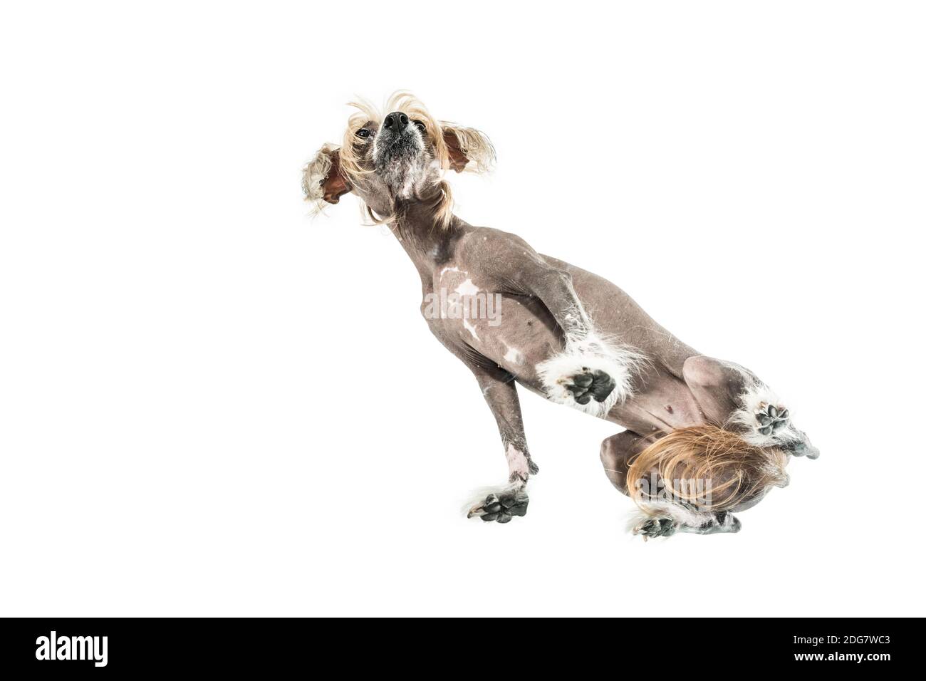 Chinese crested dog in studio Stock Photo