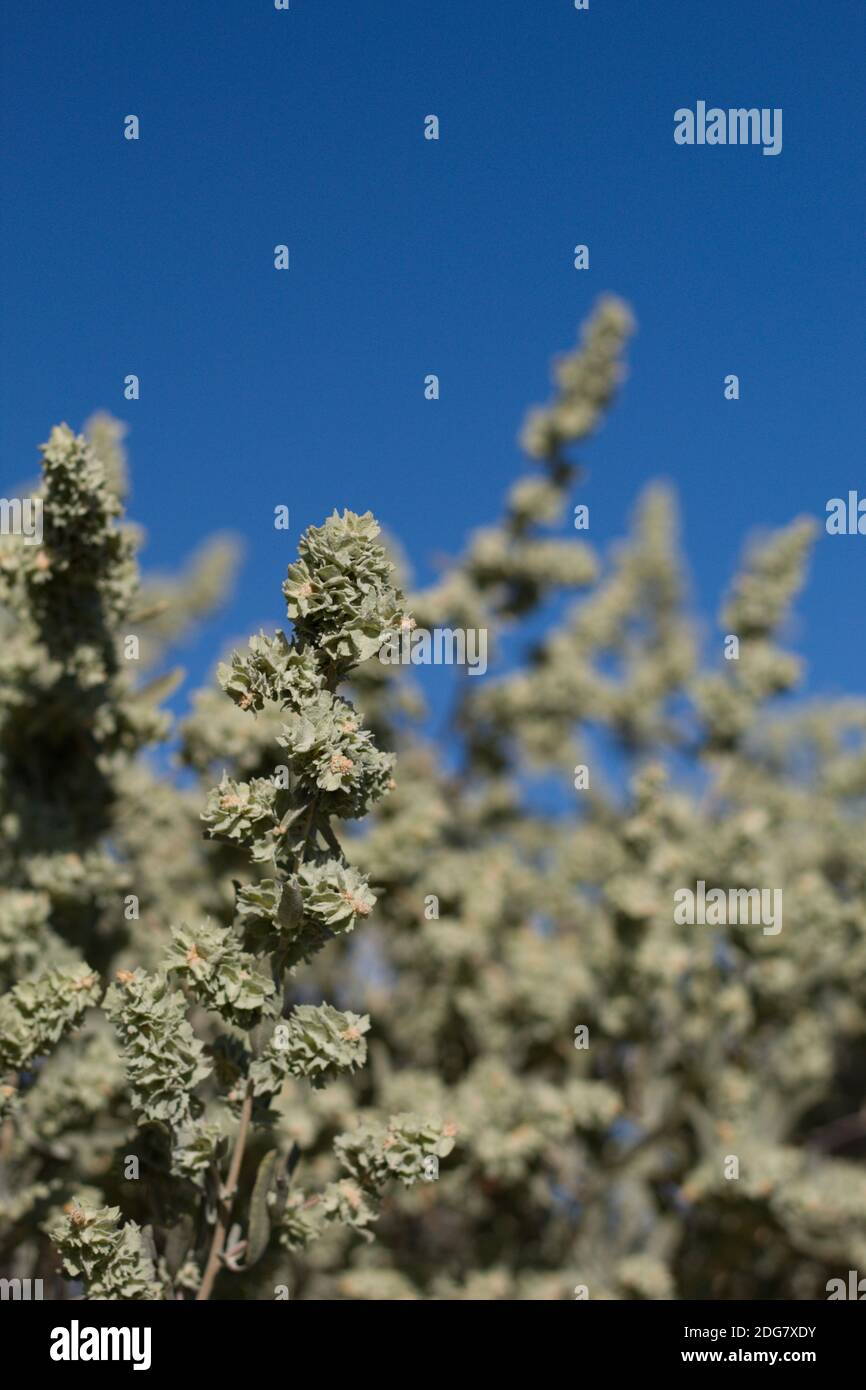 Green fruit, Fourwing Saltbush, Atriplex Canescens, Amaranthaceae, native dioecious shrub, Joshua Tree National Park, South Mojave Desert, Summer. Stock Photo