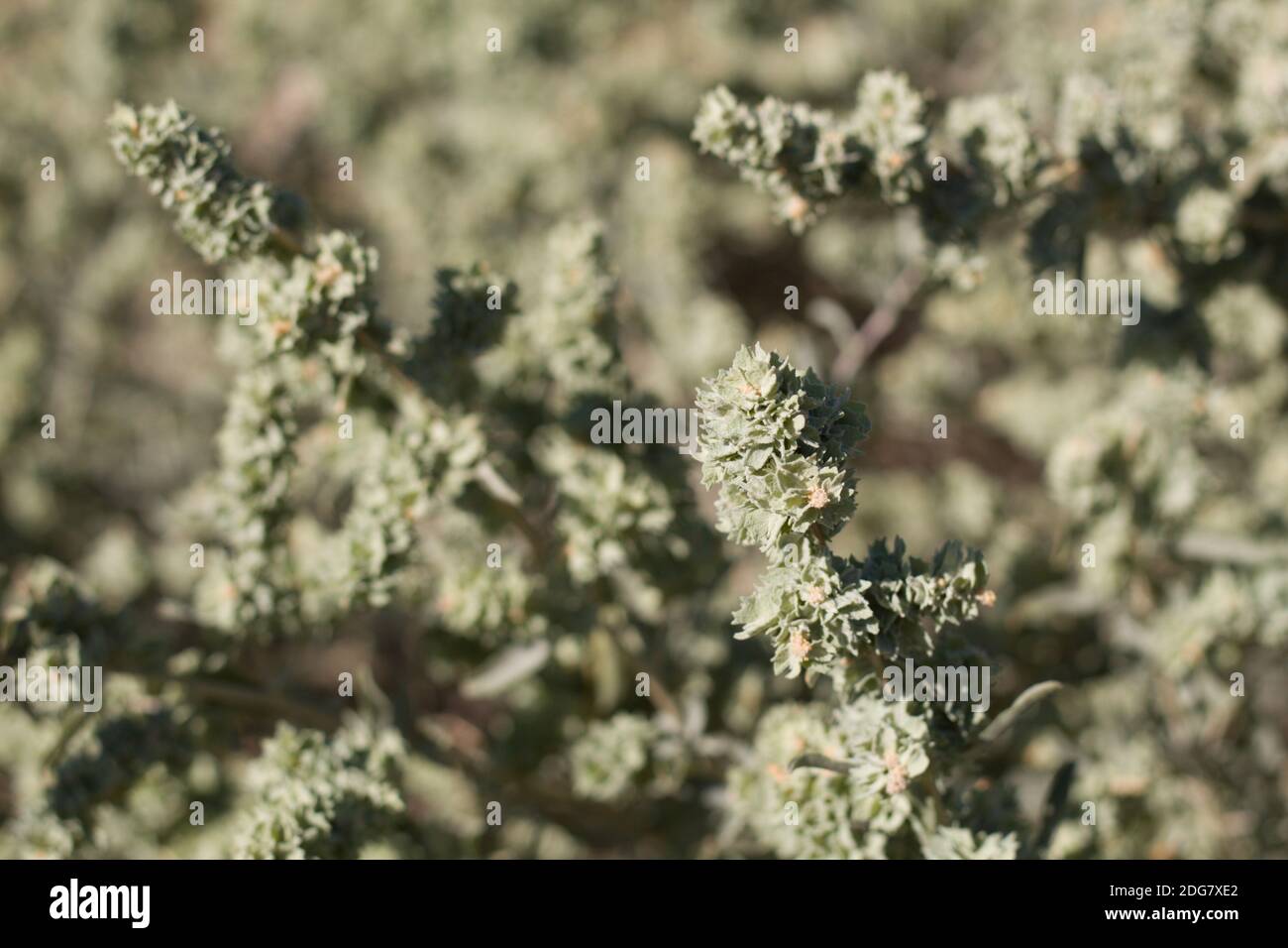 Green fruit, Fourwing Saltbush, Atriplex Canescens, Amaranthaceae, native dioecious shrub, Joshua Tree National Park, South Mojave Desert, Summer. Stock Photo