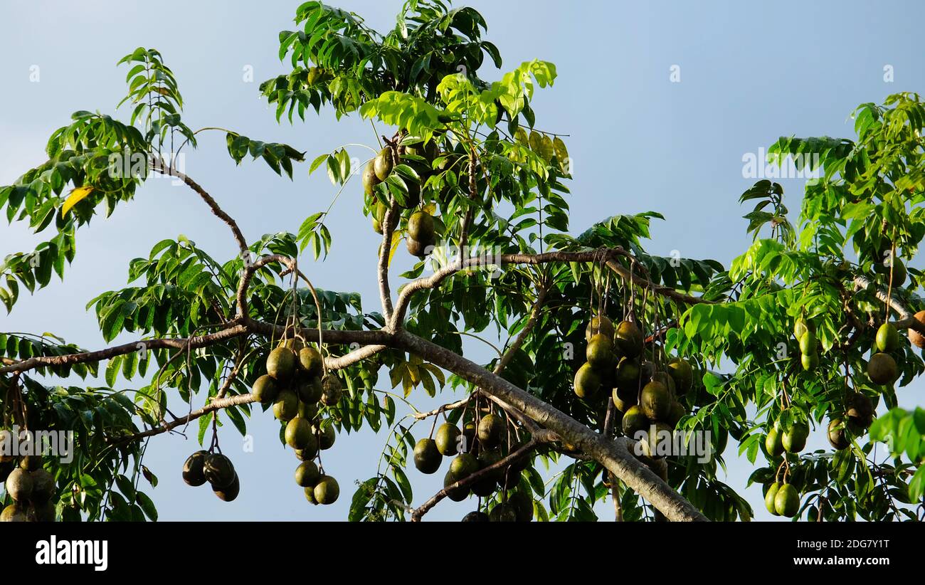 Ambarella (Spondias dulcis) tree with many fruits hanging from the branches. Stock Photo