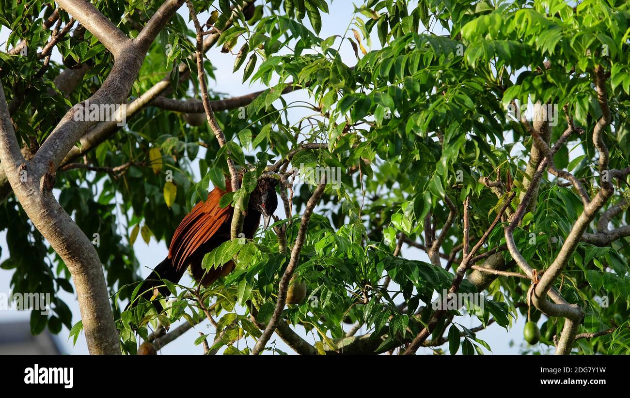 A greater coucal hiding behind lush leaves of an ambarella (Spondias dulcis) tree. Stock Photo