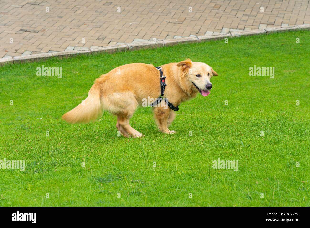 Golden Retriever Yummypets